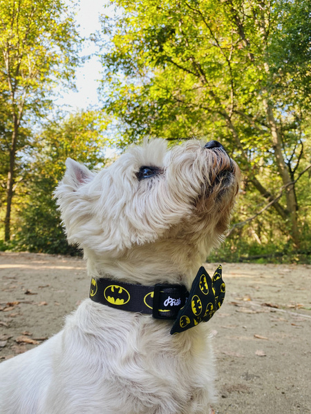 Dog Collar Psiakrew Bat Dog 2.5 cm, 1" wide, black extras