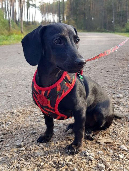 Dog Harness Red Hot Chili, Always Feeling Cool, Super Soft Psiakrew