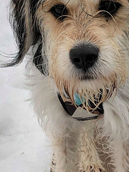 Dog Harness, Wild Animals animal print, Always Feeling Cool, Super Soft Psiakrew