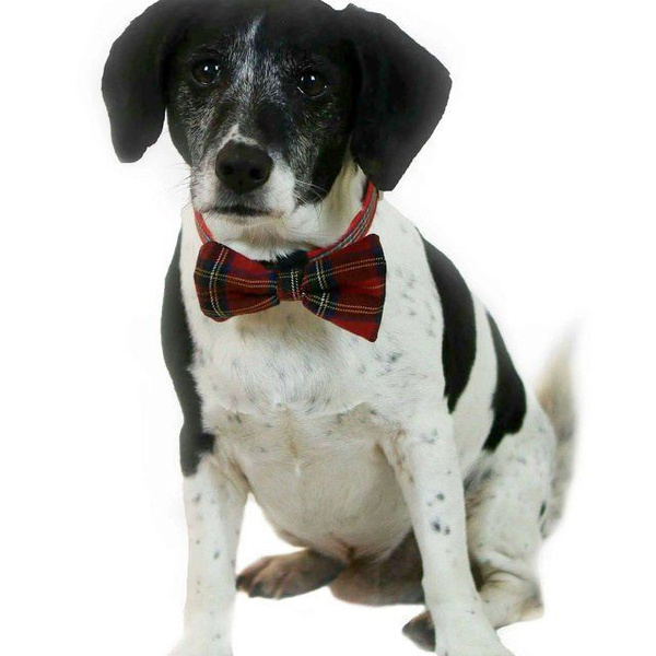 Fliege für Hund, Katze- Tartan