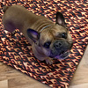 Waterproof Mat for the dog, puppy, cat, Dog On Fire , Psiakrew Design