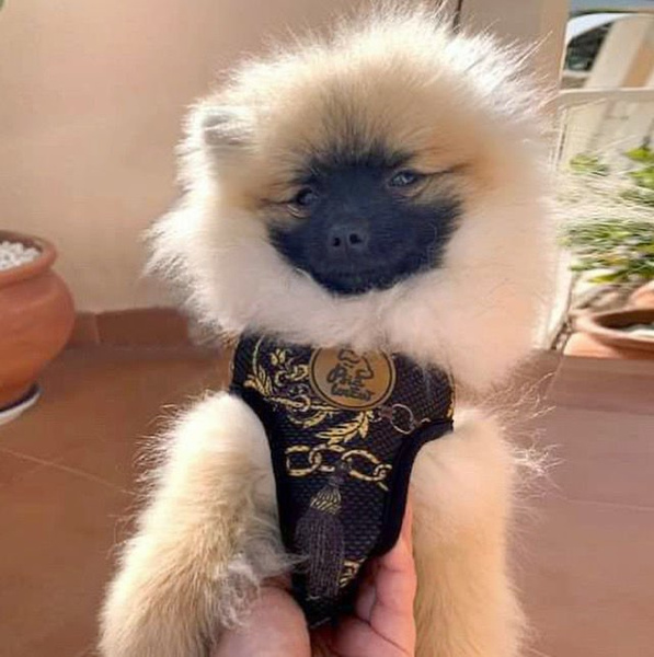 Dog Harness Donatella, Always Feeling Cool, Super Soft Psiakrew