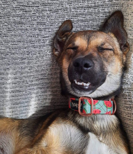 Dog Collar Psiakrew Watermelon, 2 cm 0.78" wide, for smaller dogs, pink gold clip