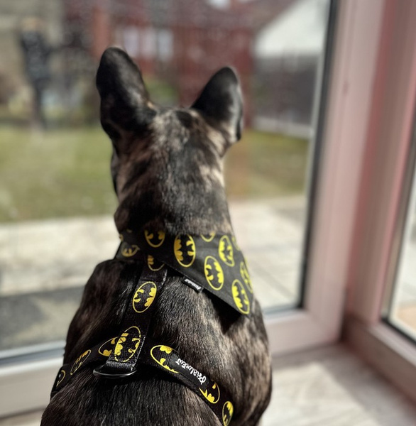 Apaszka dla psa Batdog Psiakrew, bandanka wiązana