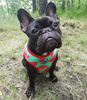 Dog Harness, Always Feeling Cool, Super Soft Psiakrew Watermelon