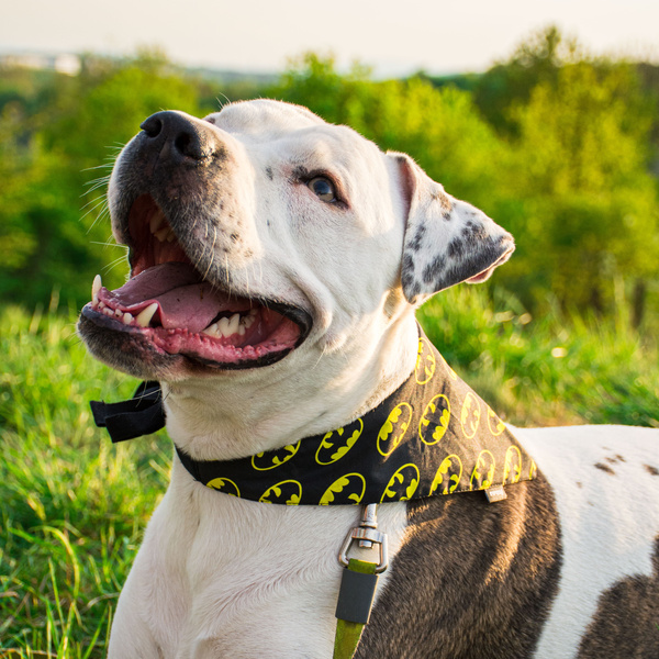 Dog Bandana Batdog Psiakrew handkerchief style to tie around your pet’s neck