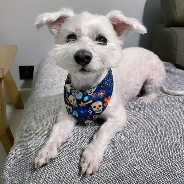 Dog Bandana Día de los Muertos handkerchief style to tie around your pet’s neck