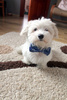 Dog Bow Tie Marinero Psiakrew Pet Bow Tie, Bowtie, Collar Attachment