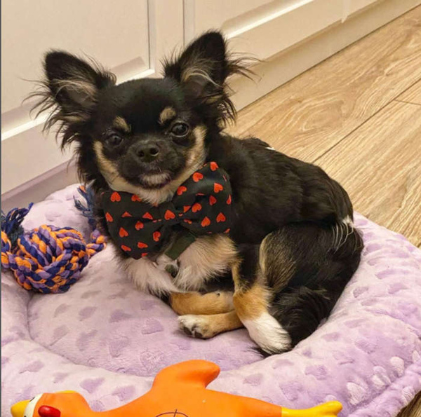 Schwarze Fliege mit Herzen zum Valentinstag des Hundes, Psiakrew