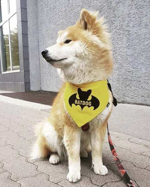 Dog Bandana Bat Dog handkerchief style to tie around your pet’s neck