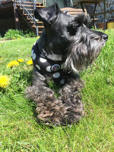 Druckfreie Hundegeschirre Flamenco - Psiakrew