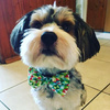 Dog Bow Tie Koko