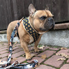Dog Harness Gold Stars Always Feeling Cool, Super Soft Psiakrew 