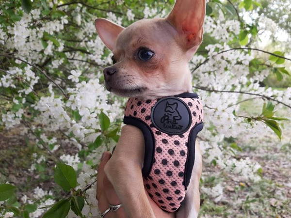 Dog Harness Dotty Dots, Always Feeling Cool, Super Soft Psiakrew