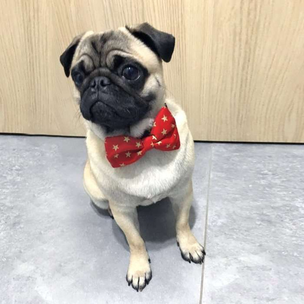 Christmas Dog Bow Tie Goldi, Pet Bow Tie, Bowtie, Collar Attachment