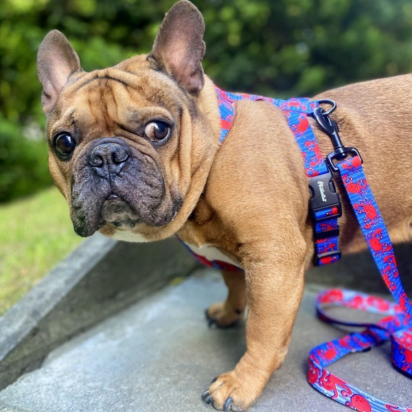 Harness for Dog, Model Sea Look Guard Harness, black extras