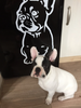 Wandtattoo Hund Französische Bulldogge Wanddekoration für ein Kinderzimmer für einen Hundeliebhaber
