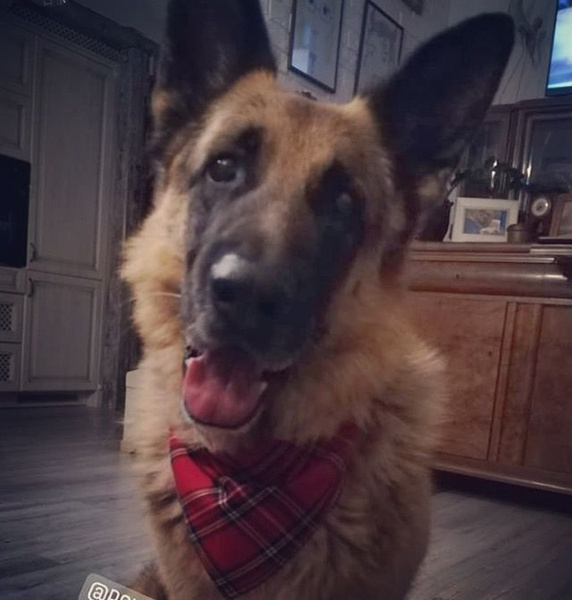 Bandamka świąteczna dla psa, wiązana chusteczka w szkocką kratę Tartan