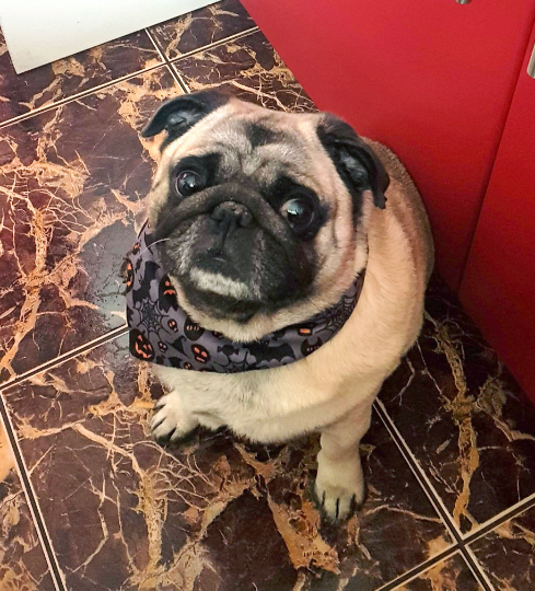 Dog Bandana Halloween handkerchief style to tie around your pet’s neck