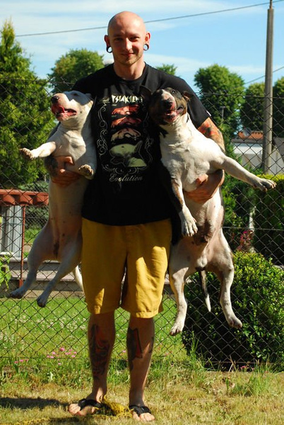 T-shirt Bull Terrier Evolution Psiakrew