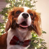 Christmas Bow Tie for Dog Cat Pet- Tartan