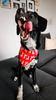 Premium Dog Bandana Rudolphs handkerchief style to tie around your pet’s neck