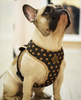 Dog Harness Gold Stars Always Feeling Cool, Super Soft Psiakrew 