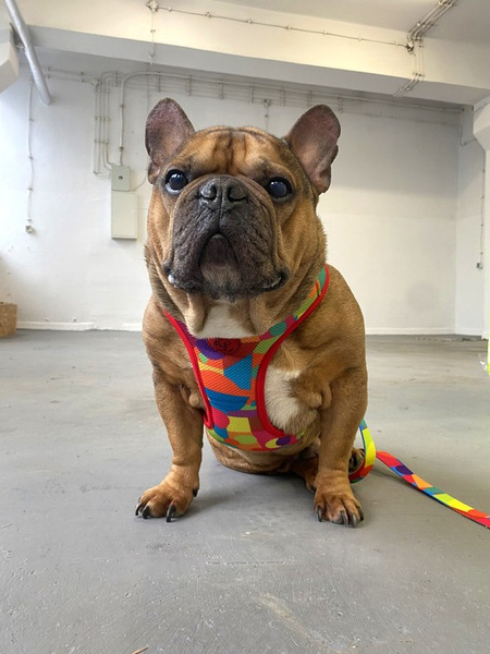 Dog Harness Kaleidoscope Psiakrew, Always Feeling Cool, Super Soft
