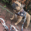 Premium Dog Bandana Deer Calls, handkerchief style to tie around your pet’s neck