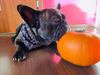 Dog Bandana Halloween handkerchief style to tie around your pet’s neck