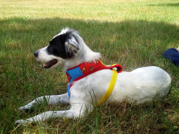 Szelki dla Psa Super Dog Bezuciskowe Wygodne Ultramiękkie Psiakrew