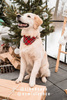 Dog Bandana Tartan handkerchief style to tie around your pet’s neck