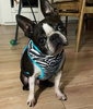 Dog Harness Zebra, Animal print, Always Feeling Cool, Super Soft Psiakrew 