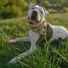 Dog Bandana Guacamole Time Psiakrew handkerchief style to tie around your pet’s neck