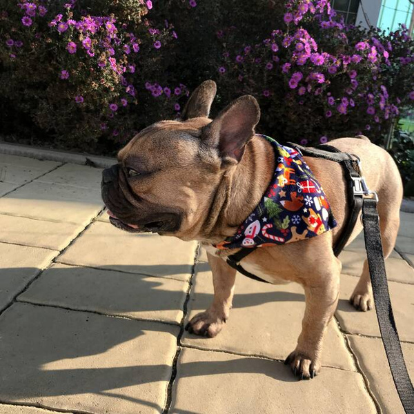 Premium Dog Bandana Winter is coming handkerchief style to tie around your pet’s neck
