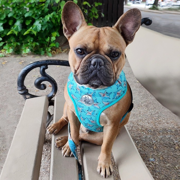 Dog Harness Sharks, Always Feeling Cool, Super Soft Psiakrew