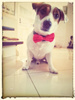 Dog Bow Tie Urchin