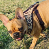 Dog Harness, Tarzan panthera pattern, Always Feeling Cool, Super Soft Psiakrew 