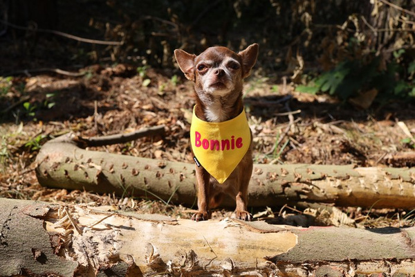 Psiakrew Bandana mit dem Namen des Hundes