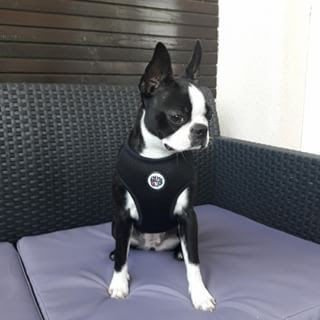 Dog Harness, Always Feeling Cool, Super Soft Psiakrew Black Mamba