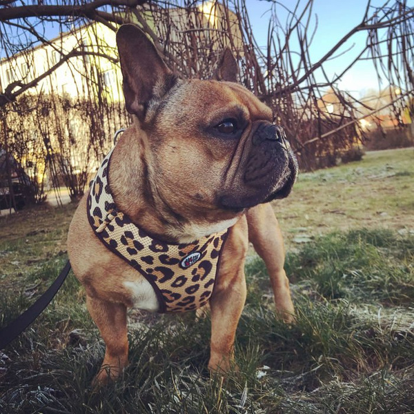 Dog Harness, Tarzan panthera pattern, Always Feeling Cool, Super Soft Psiakrew