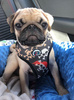 Dog Harness, Always Feeling Cool, Super Soft Psiakrew Pirates
