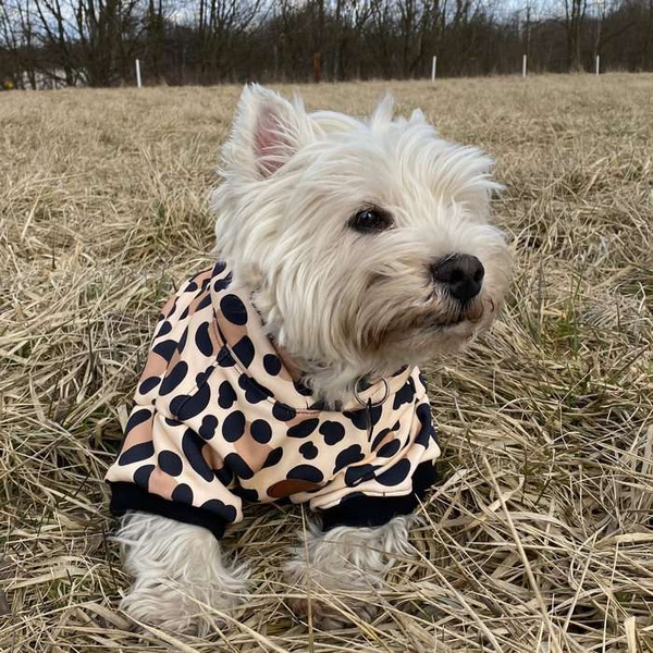 Dog Hoodie Leopard Psiakrew