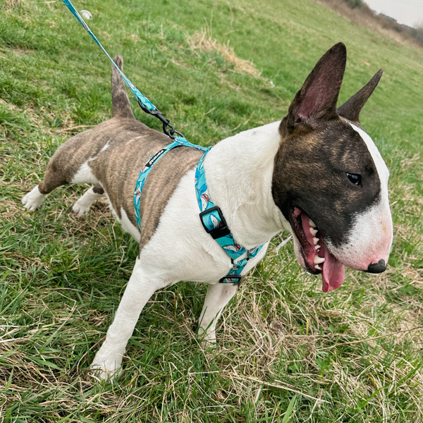 Hundegeschirr, Shark Psiakrew, mittlere und größere Hunde, 2,5 cm Gurtband, schwarze Beschläge
