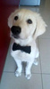 Dog Bow Tie Agent