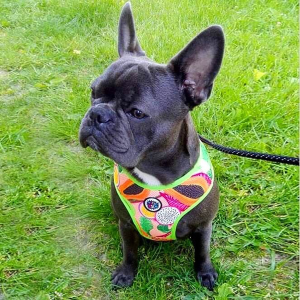 Dog Harness Tutti Frutti, Always Feeling Cool, Super Soft Psiakrew, fruity pattern