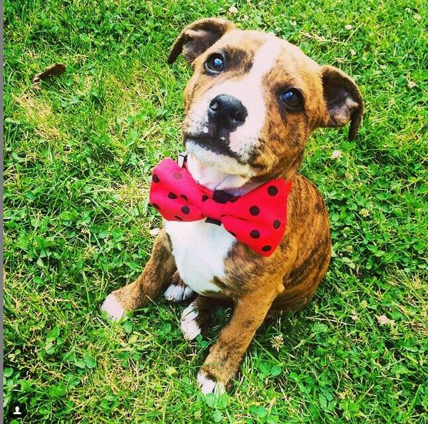 Red Dog Bow Tie with black polka dots, elegant classic Psiakrew bow