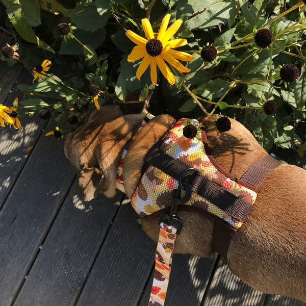 Dog Harness Hedgehog Dreamer, Always Feeling Cool, Super Soft Psiakrew