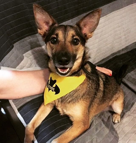 Dog Bandana Bat Dog handkerchief style to tie around your pet’s neck