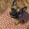 Premium Mat Plaid Blanket for the dog, Foxy Lady Psiakrew Design 